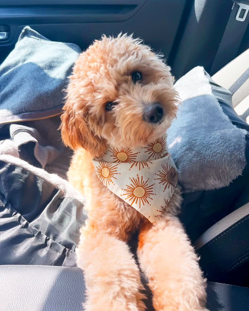 "Sunshine" Bandana