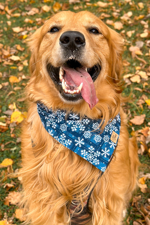 "Let It Snow" Bandana