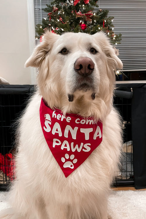 "Here Comes Santa Paws" Bandana