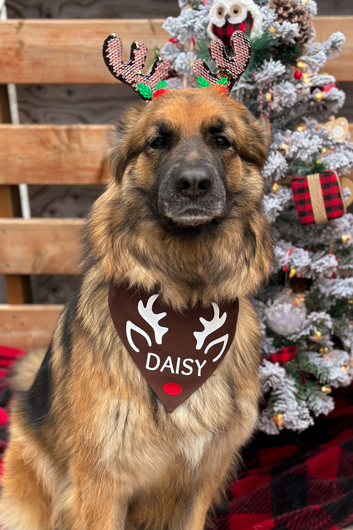 Holiday Collection – Eco4Paws