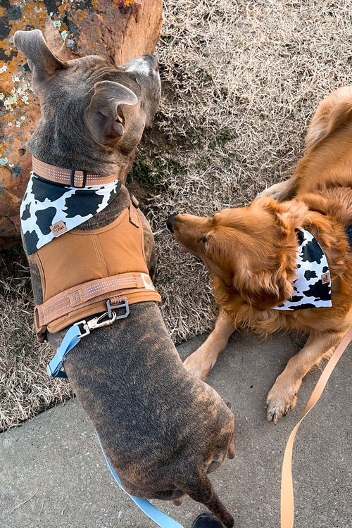 "Howdy Cowdy" Bandana