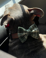 "Plaidly Irish" Over the Collar Dog Bow