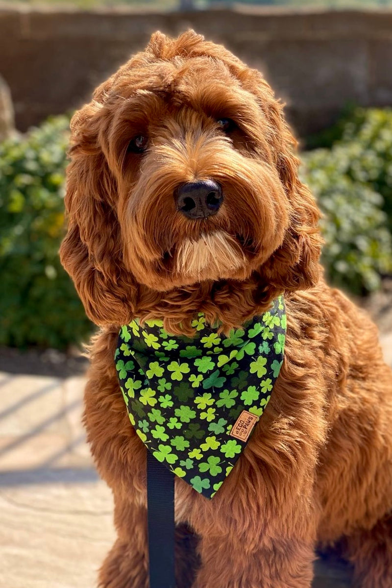 "St Paddy's" Bandana