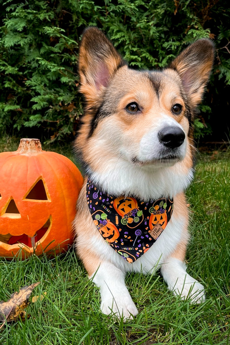 "Trick or Treat" Bandana