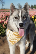 "Golden Hour Velvet" Bandana