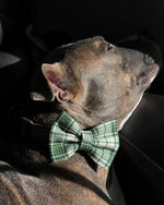 "Plaidly Irish" Over the Collar Dog Bow