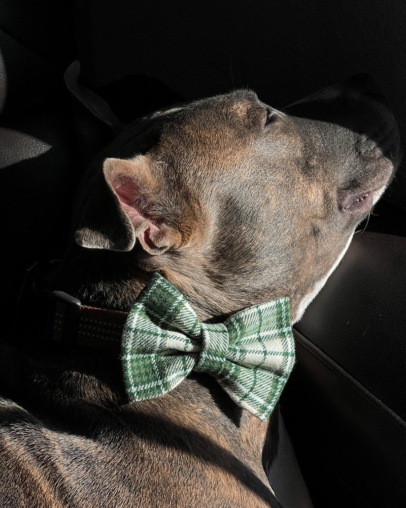 "Plaidly Irish" Over the Collar Dog Bow