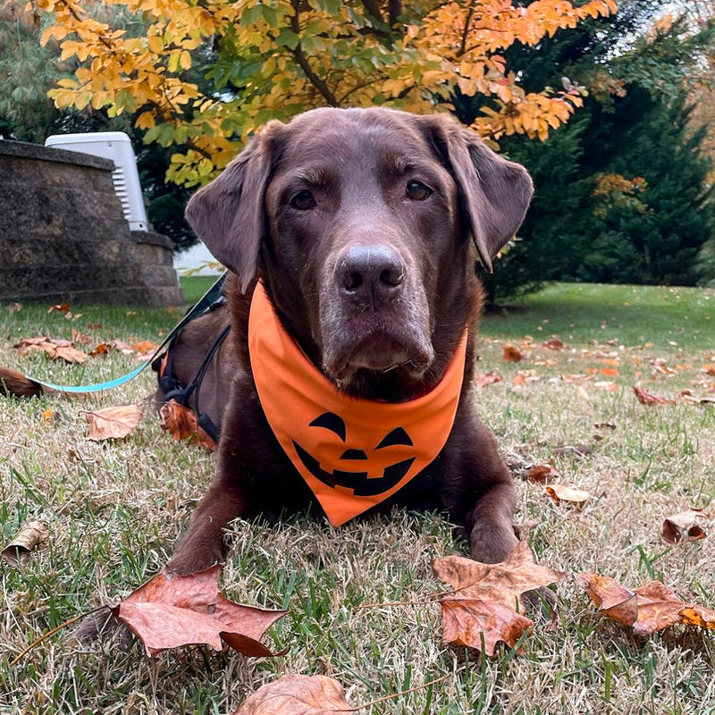 "Spooky Pumpkin" Bandana