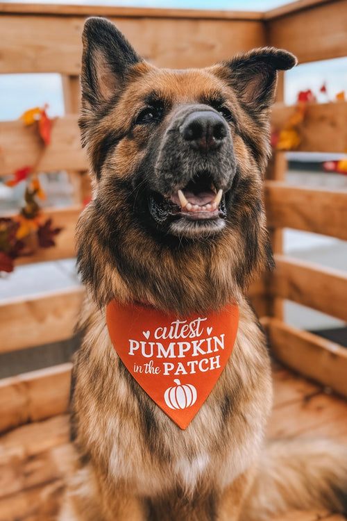 "Cutest Pumpkin in the Patch" Bandana