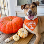 "Cutest Pumpkin in the Patch" Bandana