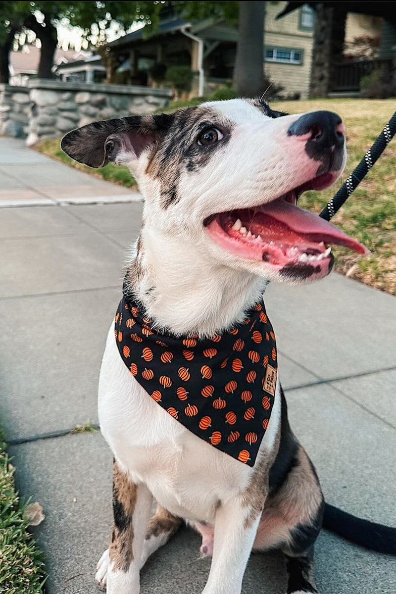 "Mini Pumpkins" Bandana