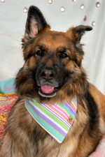 "Spring Stripes" Bandana