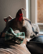 "Plaidly Irish" Over the Collar Dog Bow