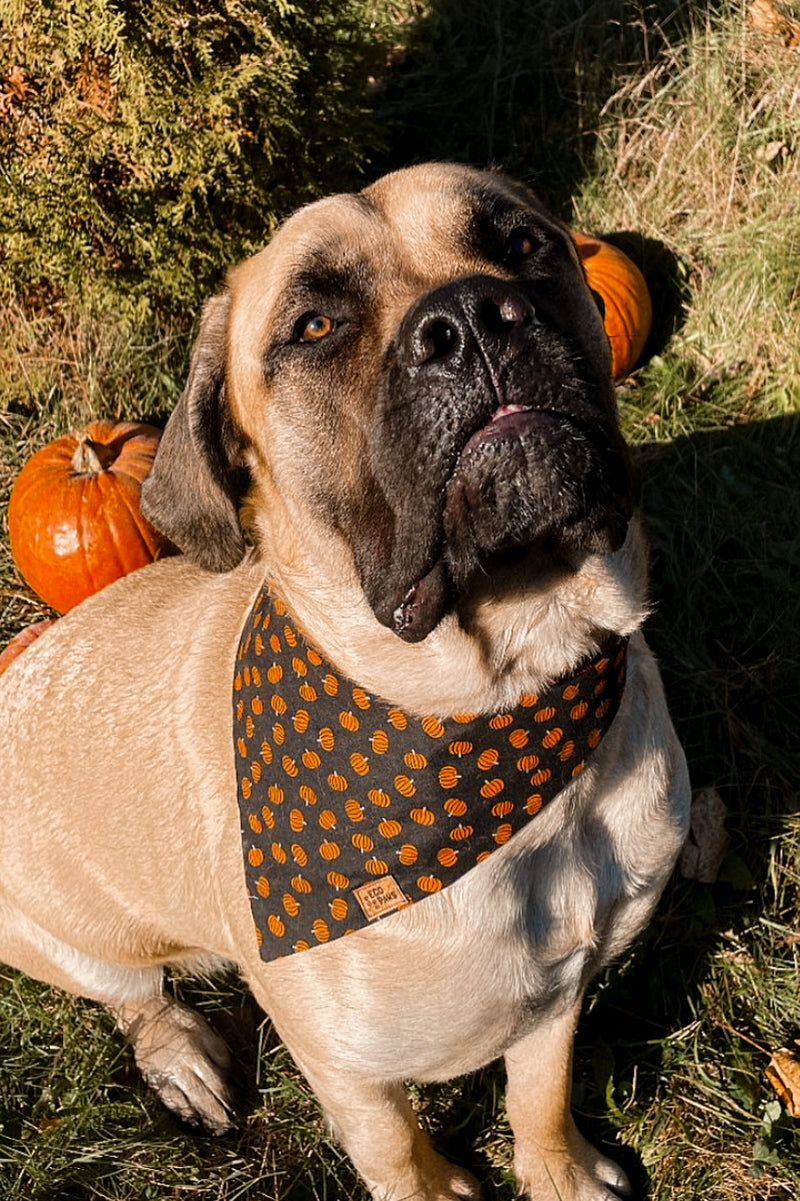 "Mini Pumpkins" Bandana