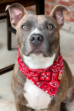 "Outlaw" Bandana
