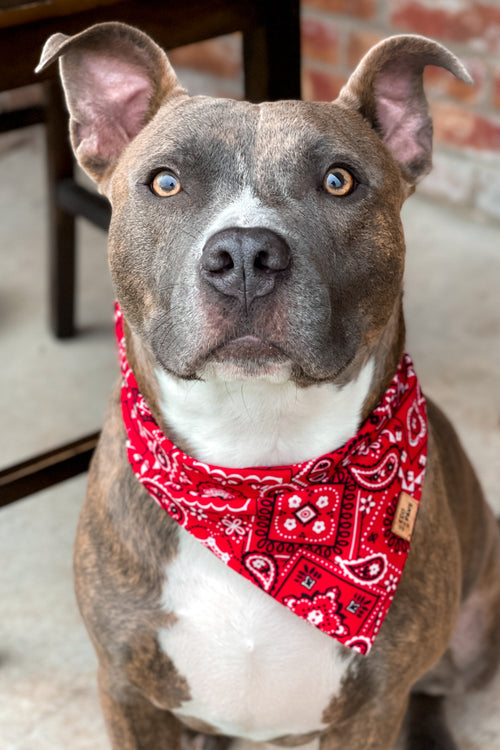 "Outlaw" Bandana