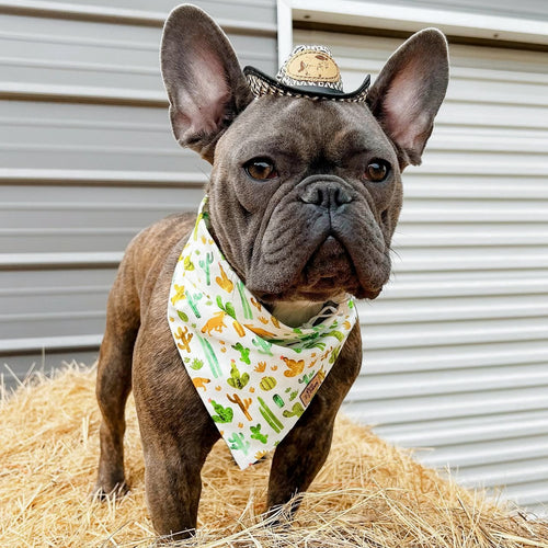 “Desert" Bandana