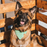 "Vintage Mint" Bandana