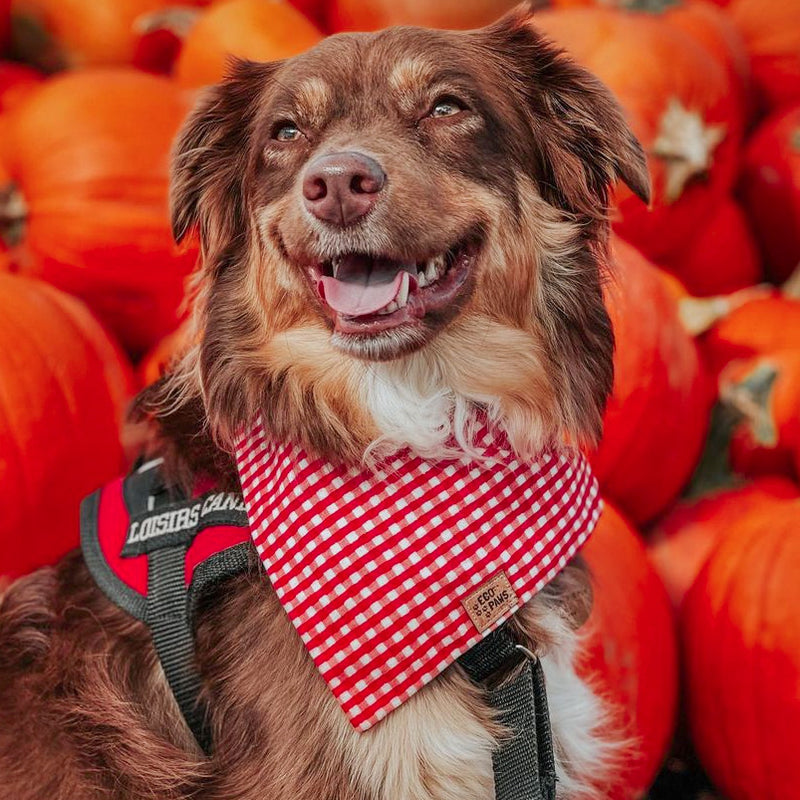"Strawberry Gingham" Bandana