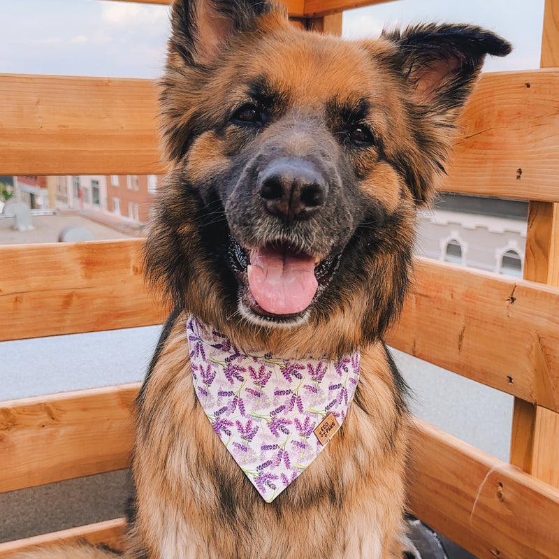 "Lavender Fields" Bandana