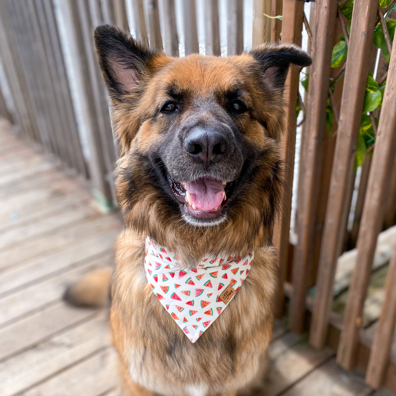 “Watermelon Sugar" Bandana