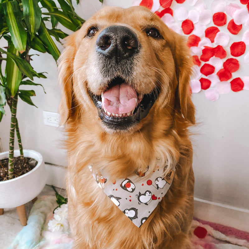 "Love Is In The Air" Bandana