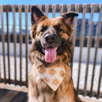 "Sunshine" Bandana