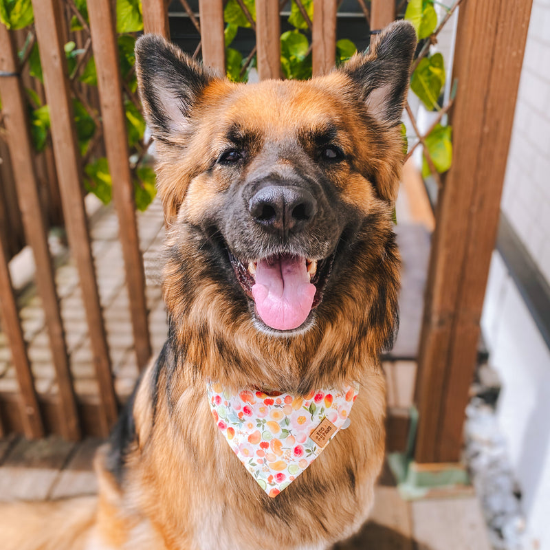 “Sangria" Bandana