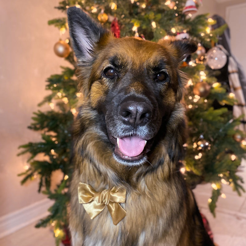 "Gold Satin" Bow