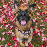 "Halloween Gingerbread" (glow in the dark) Bandana