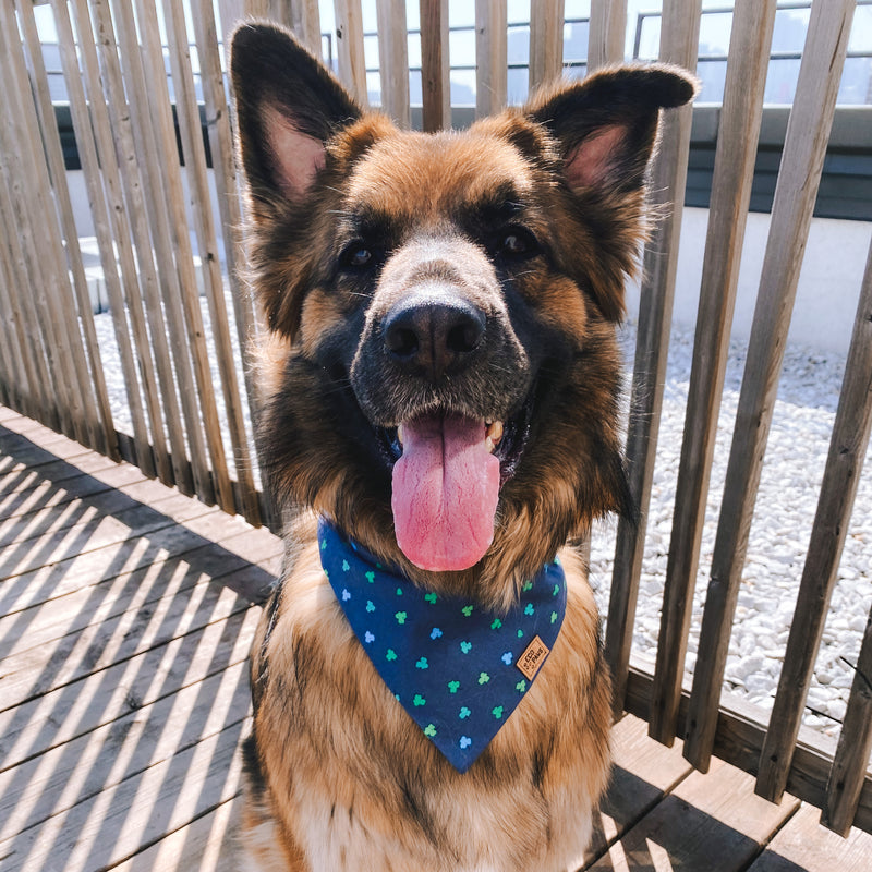 "Feeling Lucky" Bandana