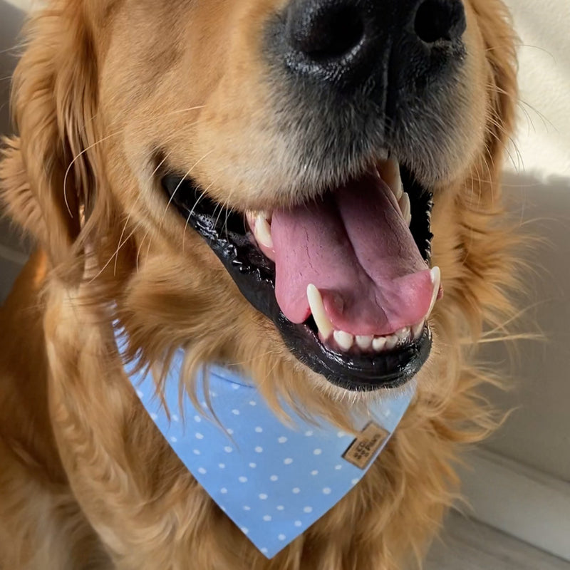 "Spotted Pale Blue" Bandana