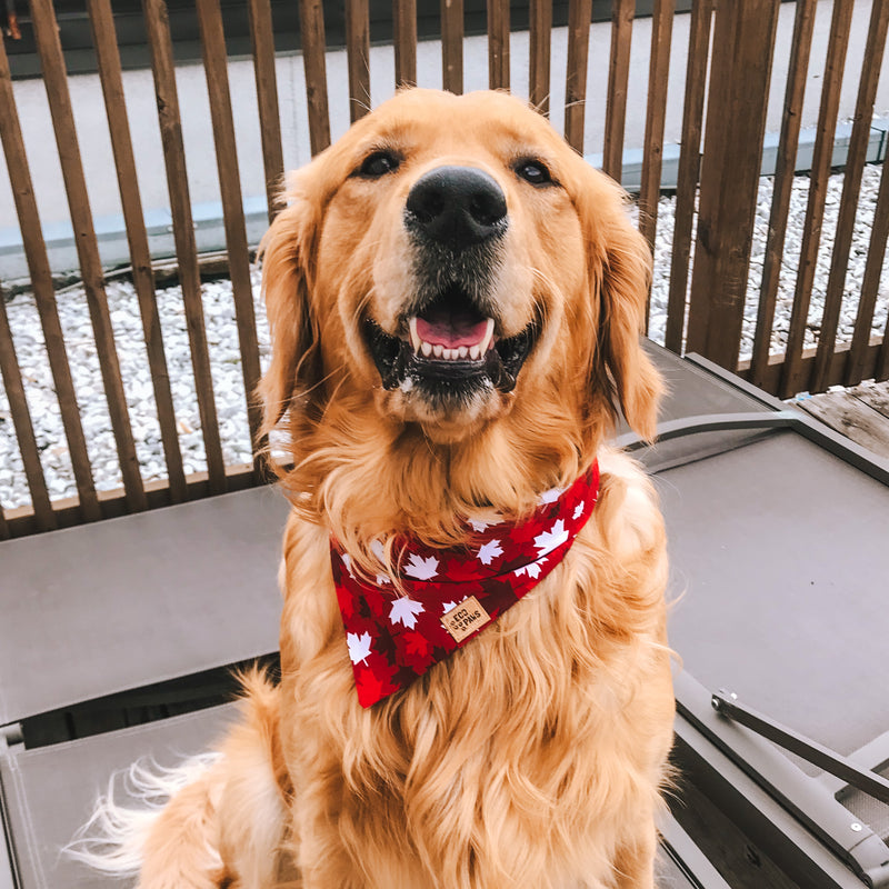 "I am Canadian" Bandana