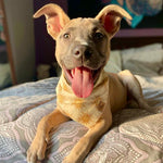 "Sunshine" Bandana