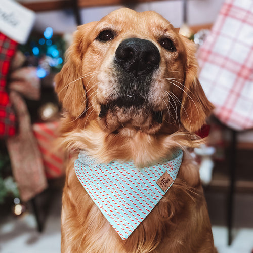 “Candy Cane Blue" Bandana