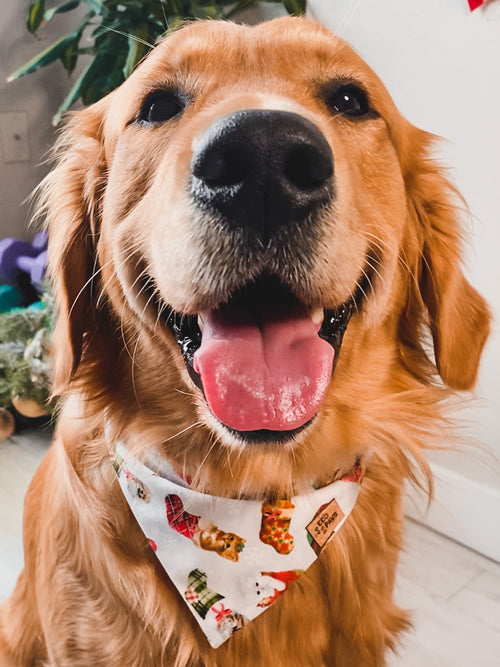 “Fireside Cats” Bandana